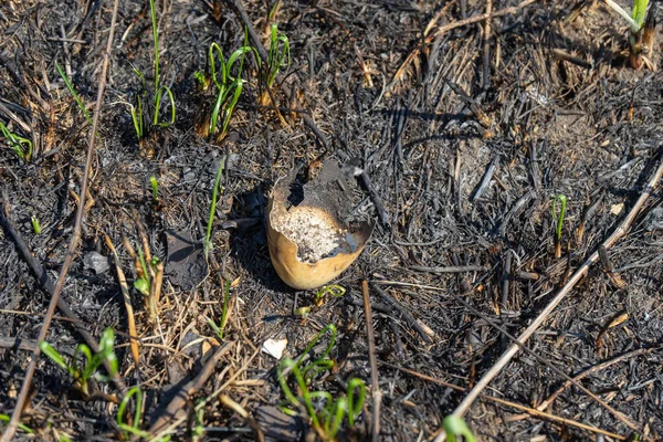 Burnt eggshell field after a fire. Meadow after the fire. — Foto de Stock