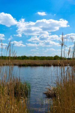 Gölün kıyısı sazlar ve tırtıllarla kaplıdır. Suya uzun otların arasından erişmek.