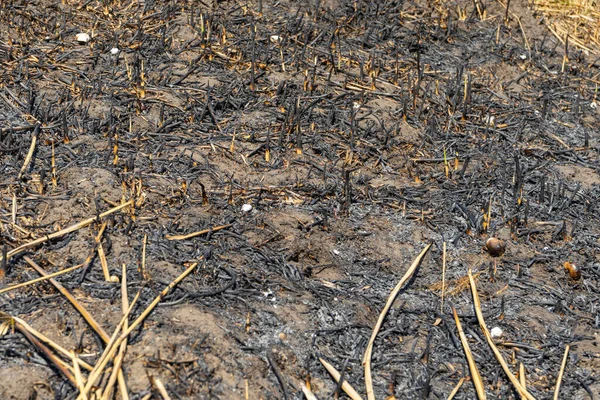 field of burnt grass. The field after the fire.