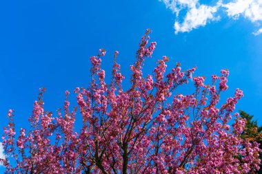 Mavi gökyüzü arka planında kiraz çiçekleri. Çiçekli pembe kiraz. Mavi gökyüzünde çiçek dalları ya da sakura çiçekleri