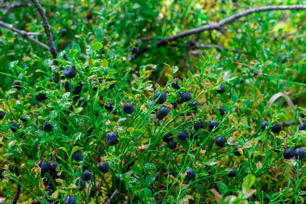 Ripe blueberries. Green blueberry bush with juicy ripe berries in the forest