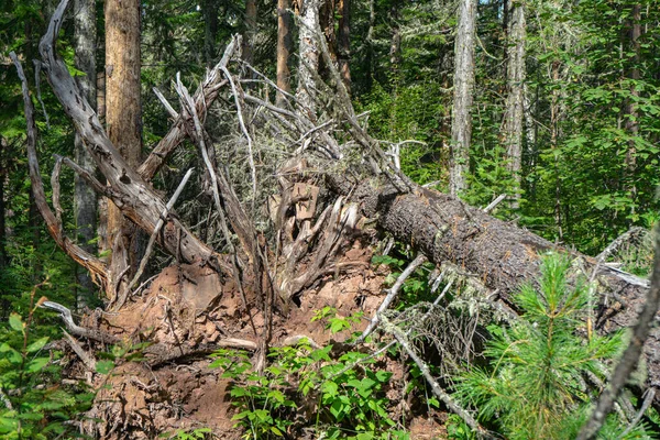 Gnarled Branches Roots Upturned Tree — Foto de Stock