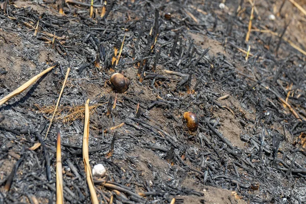 Consequences Grass Fire Burnt Earth Snail Shells Burning Dry Grass — Foto de Stock
