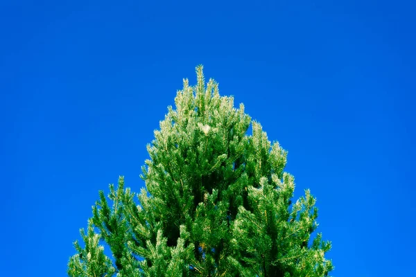 Top Lush Pine Tree Green Clear Blue Sky — Stock Photo, Image