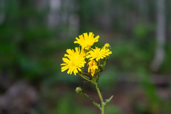 Flower Forest Yellow Osot Field — Fotografia de Stock