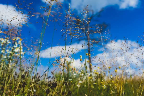 Weedy Field Grass Full Defocus Blue Sky Background Meadow Weeds — Zdjęcie stockowe