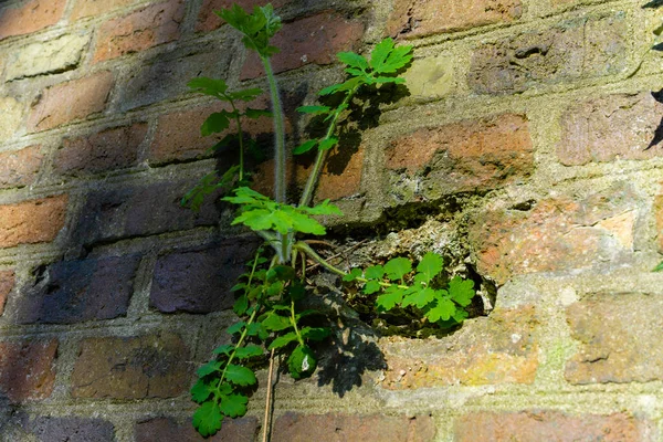 Green Celandine Plant Broke Brick Wall Plant Grown Brick Wall — 图库照片