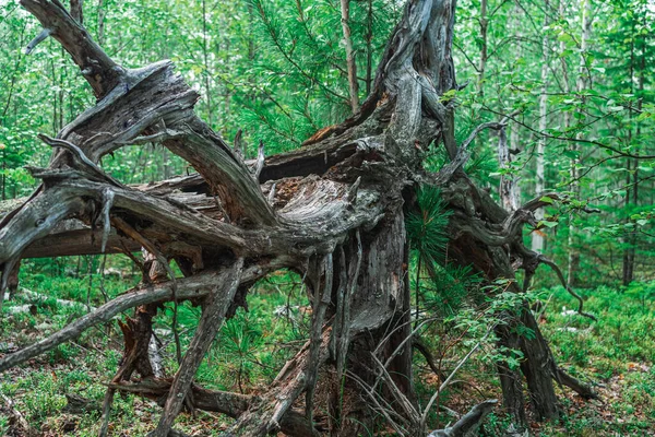 Kurumuş ve ölmüş gri bir ağacın kalıntıları. Yerden çıkmış eski kuru kökler..