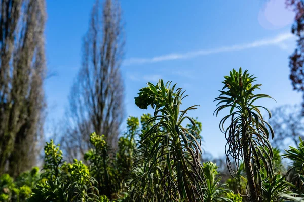 Зелені Рослини Навесні Проти Блакитного Неба — стокове фото