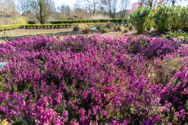 Heather Flowers Blooming Heather Pink Purple — Fotografia de Stock