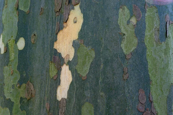 Texture Bark Platanus Tree Closeup Tree Bark Texture — Fotografia de Stock