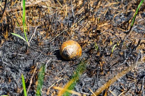 consequences of a grass fire. burnt earth and snail shells after burning dry grass