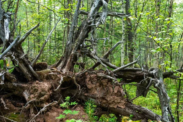 Old Dry Roots Trees Turned Out Ground — Fotografia de Stock