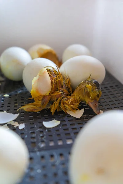 Process of hatching from goose eggs in the incubator. Close up of crack egg duck before birth