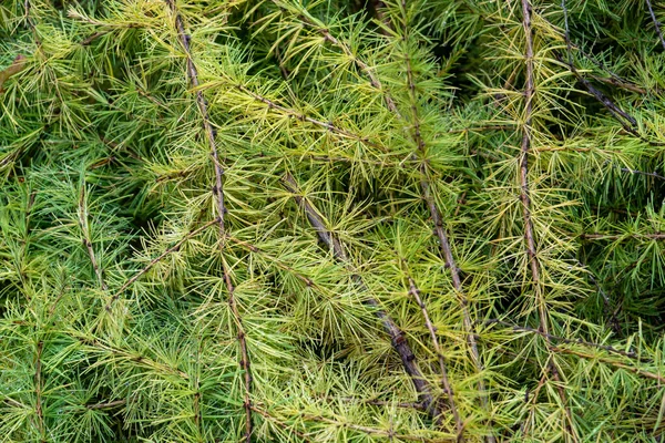 Larch Branches Full Frame Background Dense Green Larch Branches Soft — 스톡 사진