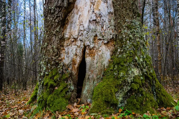 Crevice Base Old Large Oak Tree Crack Tree Trunk — Fotografia de Stock