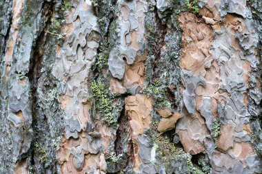 Eski çam kabuğunun dokusu. Sert çam kabuğu yakın plan.