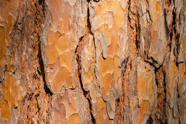 Texture Old Pine Bark Rough Pine Bark Closeup — Stockfoto