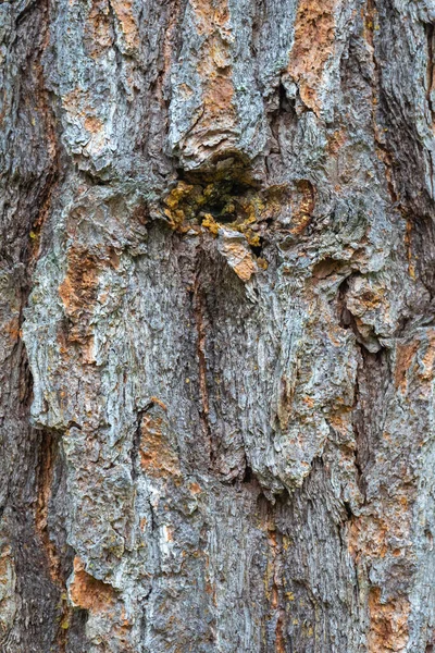 Texture Old Pine Bark Rough Pine Bark Closeup — Foto de Stock