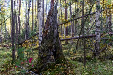 Bir ağaç gövdesinin parçaları ormanda rüzgarla kırıldı.