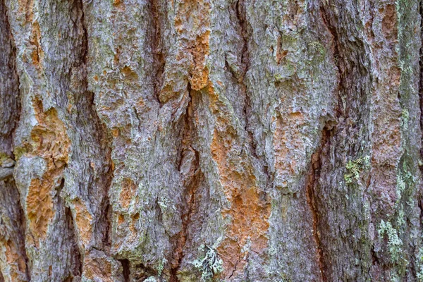 Texture Old Pine Bark Rough Pine Bark Closeup — 스톡 사진