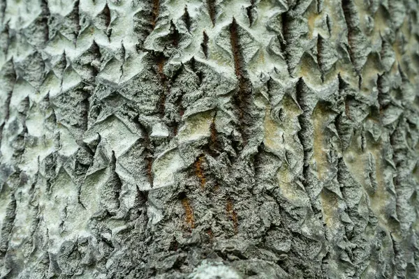 Aspen Bark Deep Diamond Shaped Cracks Populus Tremula — 스톡 사진