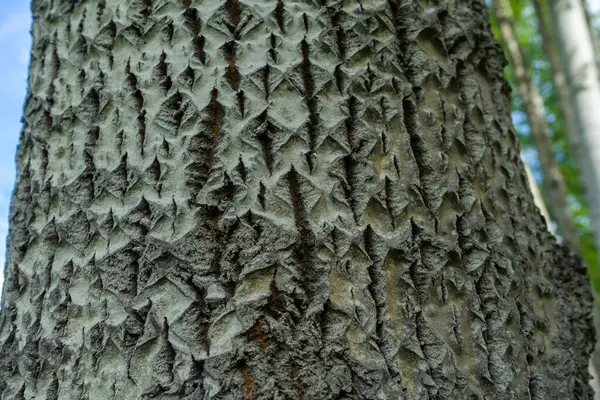 Aspen Bark Deep Diamond Shaped Cracks Populus Tremula — 스톡 사진