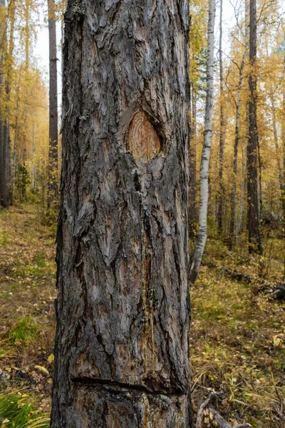 Pine Damaged Bark Protruding Resin — 스톡 사진