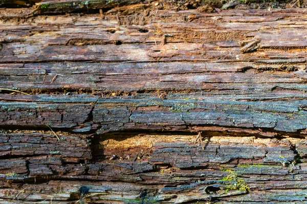 Rotten Trunk Pine Tree Bark Close Background Pine Forest — 스톡 사진