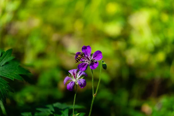 Iberian Geranium Bee Pollinates Wild Purple Flower — Stock Photo, Image