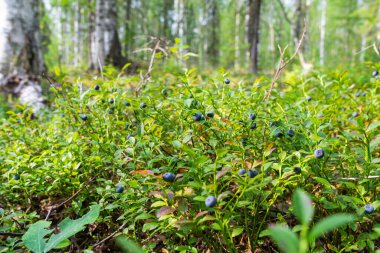 Yabanmersini. Olgun, sulu böğürtlenli yeşil yabanmersini