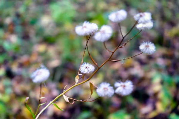 White Fluffy Flower Autumn Selective Focus Dry Speed Creeping Thistle — Fotografia de Stock
