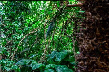 Tropik bitkiler. Tropikal bitkilerin seçici odak noktası