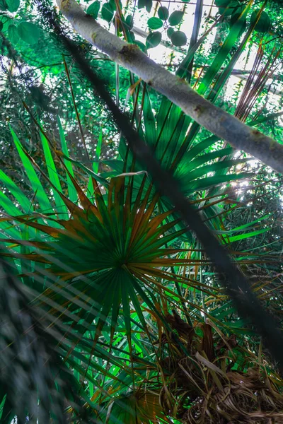 Tropical Plants Background Tropical Plants Selective Focus — Zdjęcie stockowe