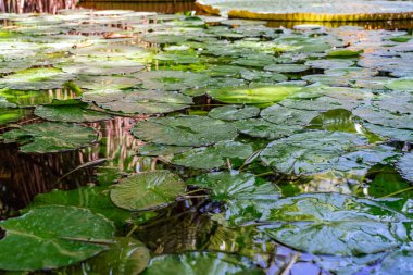 dev tropikal zambak yeşil yaprakları gölette.