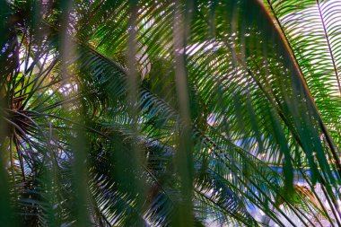 Tropik bitkiler. Tropikal bitkilerin seçici odak noktası.