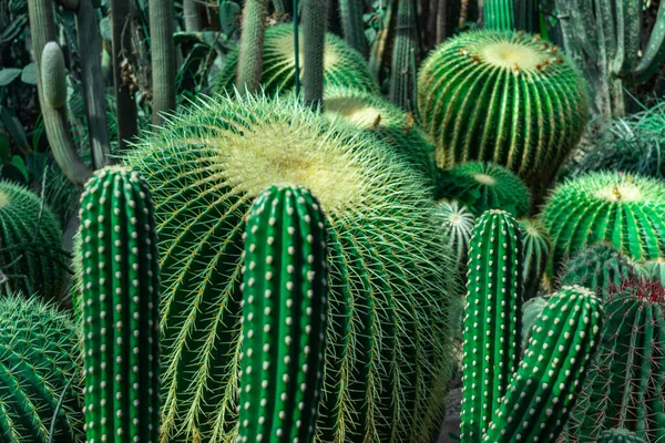 Cactus Plantation Large Green House Botanical Garden Succulents — стоковое фото