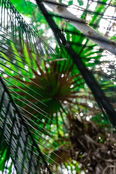 Tropical Plants Background Tropical Plants Selective Focus — Zdjęcie stockowe