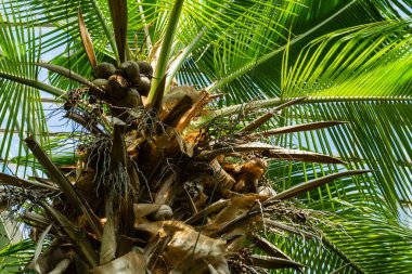 Tropical trees and plants in the botanical greenhouse. Palm garden in greenhouse