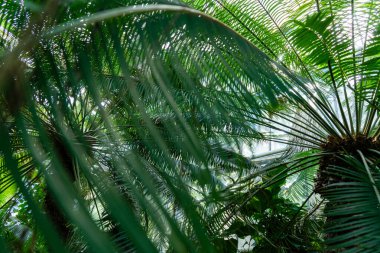 Tropical trees and plants in the botanical greenhouse. Palm garden in greenhouse