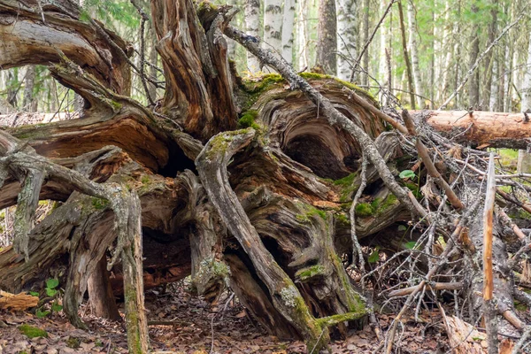 Remains Tree Dry Dead Upturned Gray Roots Old Dry Roots — Stockfoto