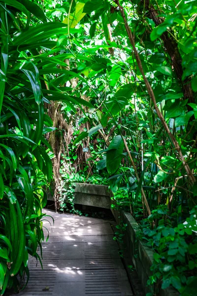 Tropical trees and plants in the botanical greenhouse. Tropical garden in greenhouse