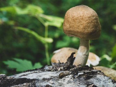 strong mushroom grown on the trunk of fallen tree.