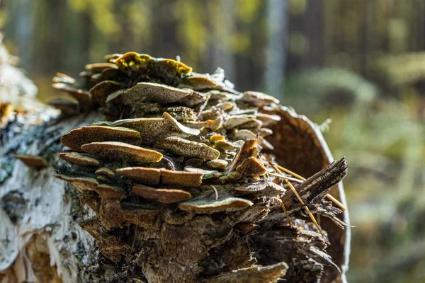 Tree mushrooms growing on fallen tree trunk. parasitic fungus on the tree