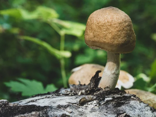 Strong Mushroom Grown Trunk Fallen Tree — 图库照片