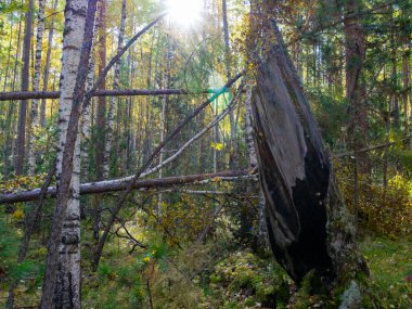 forest with burnt tree trunk after lightning strike