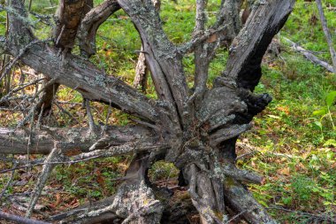 Yerden çıkmış eski kuru kökler.