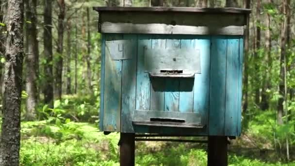 Pszczoły Latają Wokół Drewnianego Ula Słoneczny Dzień Wykonany Drewna Lesie — Wideo stockowe