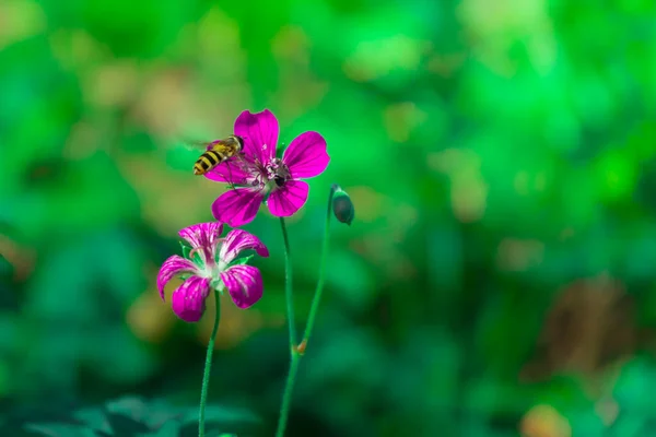 İberya sardunyası. yeşil arkaplanda mor tarla çiçeği.