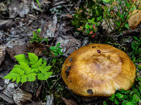 Plate Mushroom Yellow Cap Autumn Forest — 图库照片